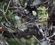 Townsends Warbler 4496